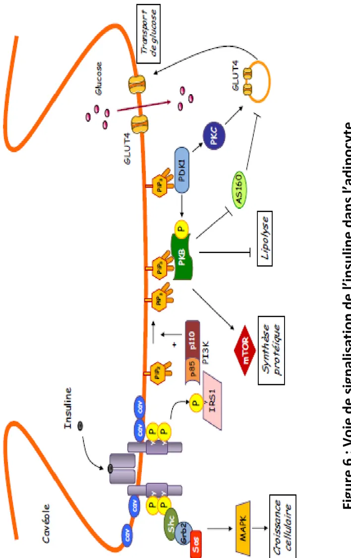 Figure 6 : Voie de signalisation de l’insuline dans l’adipocyte