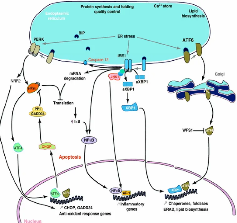 Figure 11 : Voies d’activation du stress du Réticulum endoplasmique  (Cnop 2012)