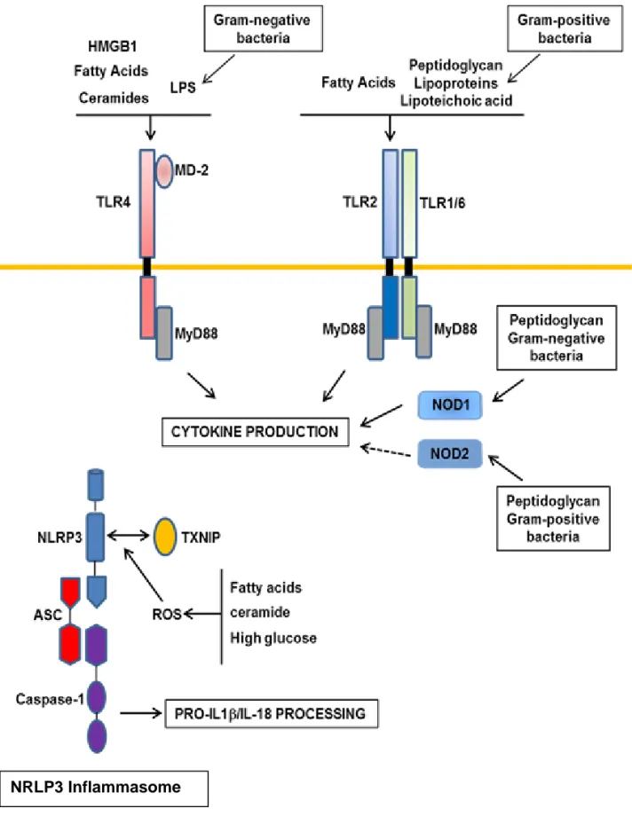 Figure 16 : Activation des senseurs de stress et production  de cytokines