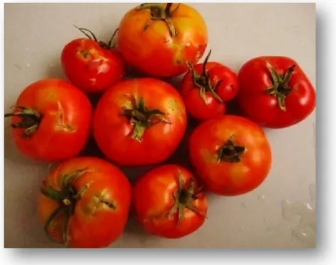 Fig. 07 : Fruits de tomate attaqués par T.absoluta (Originale,2010) 
