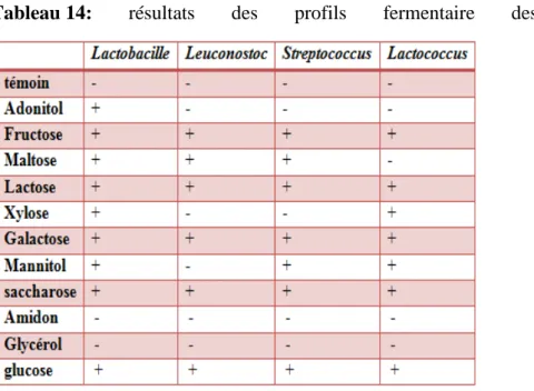 Tableau 14:  résultats des profils fermentaire des bactéries lactique 