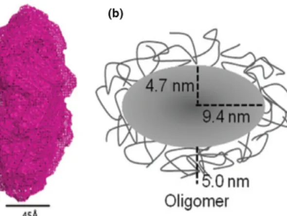 Fig. 4 Low-resolution structural models of the a SN oligomer based on Small Angle X-ray scattering