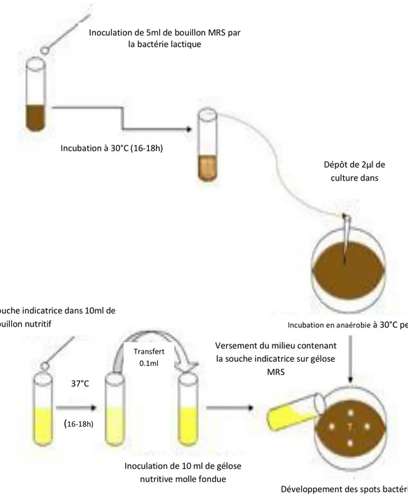 Figure 9 : Illustration des étapes du test des spots sur agar (Bouguerra, 2012)  
