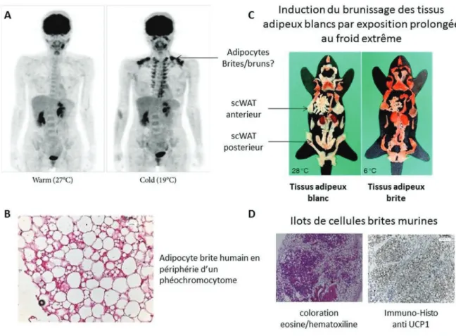 Figure 12: Description des adipocytes brites 