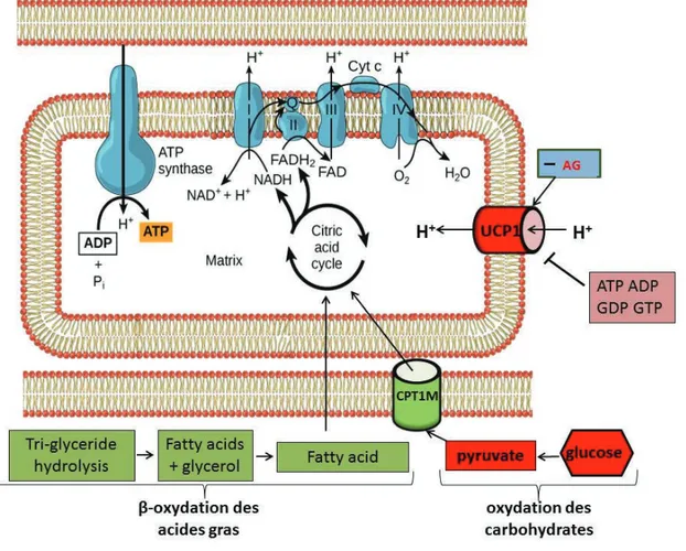 Figure 19: Respiration mitochondriale et activation d’UCP1 