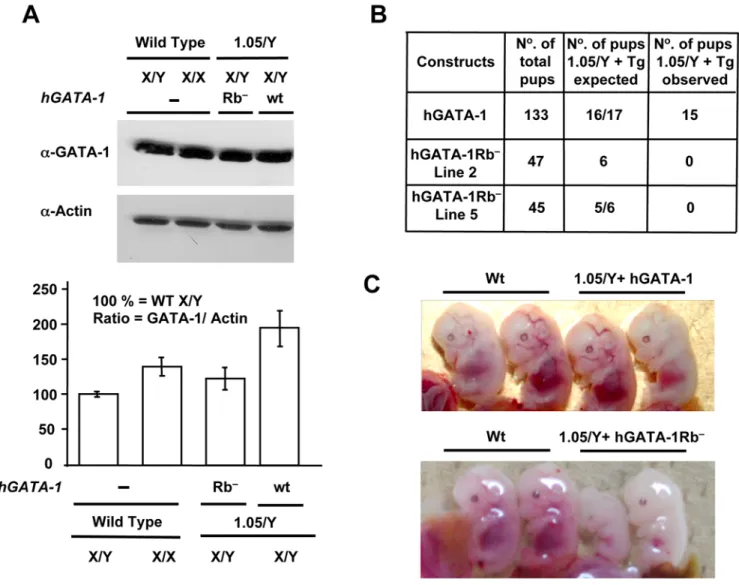 Figure 6. GATA-1/pRb interaction is necessary for terminal erythropoiesis in vivo. (A) Comparative levels of GATA-1 proteins in fetal livers of E12.5 wt or transgene-expressing mouse embryos