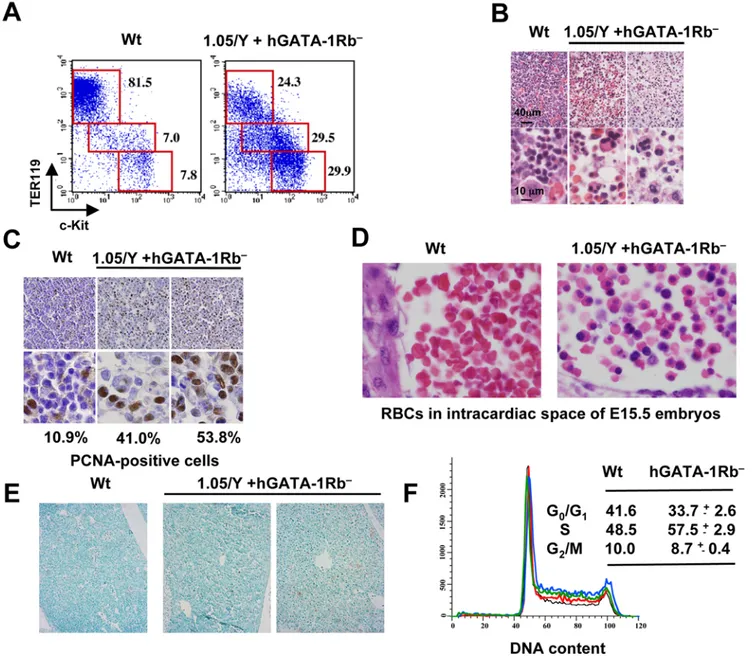 Figure 7. Analysis of fetal hematopoiesis in 1.05/Y+hGATA-1Rb 2 mice. (A) Analysis by flow cytometry of liver cells from E13.5 Wt or 1.05/