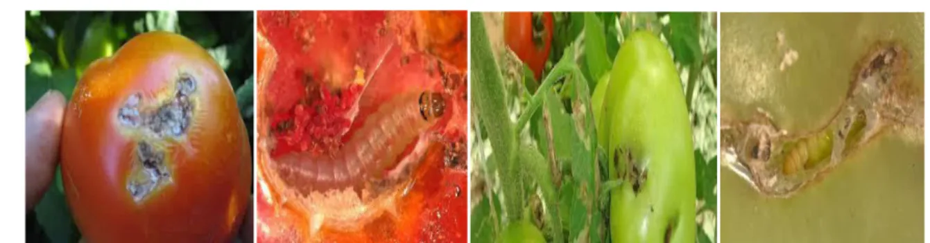 Figure 11: Les dégâts de T. absoluta sur les fruits de tomate (Ramel et Oudard, 2008) 