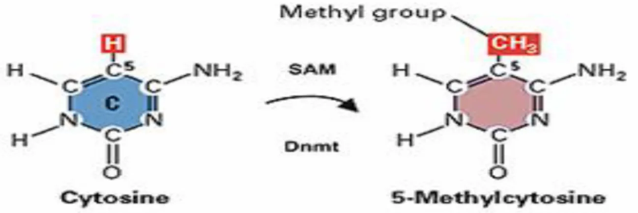 Figure 3 : Réaction de méthylation d’une cytosine par les méthyltransférases de  l’ADN