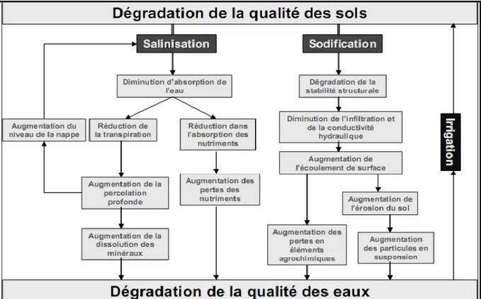 Figure 2. Processus de dégradation de la qualité des sols suite à l’irrigation  (Lahlou et al, 2002)