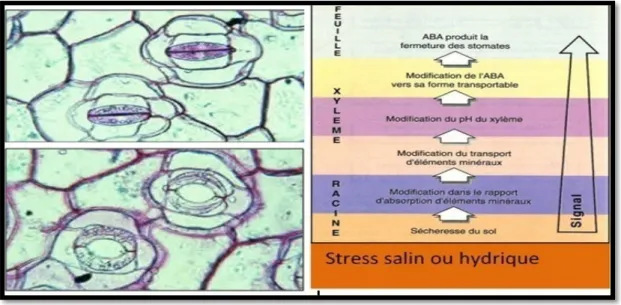 Figure 03. Rôle de l’acide abscécique dans la réponse au stress salin. 