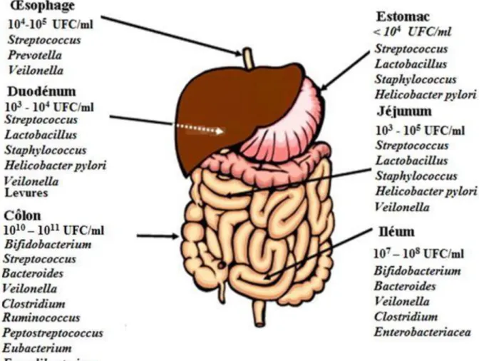 Figure 10. Flore intestinale dans les différents compartiments du tractus gastro-intestinal  (Tiihonen et al., 2010)