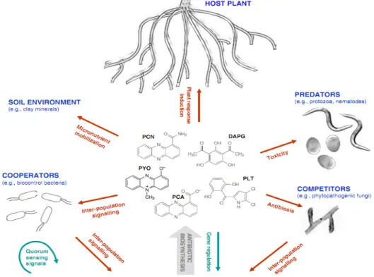 Figure 2: Les principaux antibiotiques produits par les souches de biocontrôle jouent un  rôle central entre les éléments impliqués dans les interactions  (Dubuis et al., 2007)