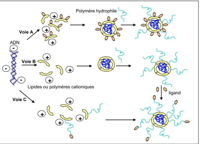 Figure 7 : voies d’obtention de complexes ciblés 