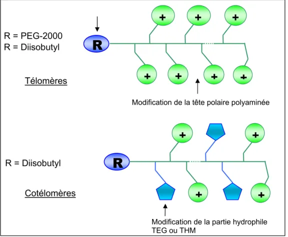 Figure 2 : structure générique des (co)télomères visés 