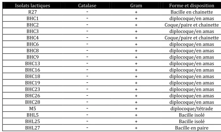 Tableau 02: Critères morphologiques, la coloration de Gram et le test de catalase des isolats lactique   sous microscope optique (G×100)