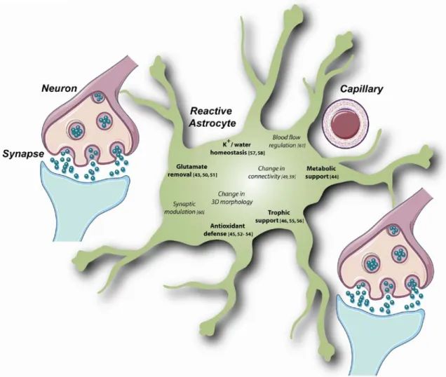 Fig. 2 Several beneficial functions may be enhanced in reactive or experimentally activated astrocytes
