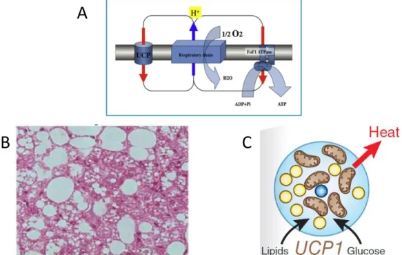 Figure 1 : (A) Circuit de protons à travers la membrane mitochondriale des