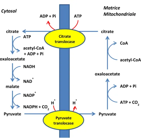 Figure 7 : Cycle du citrate permettant le transport de l’acétyl-CoA entre la matrice mitochondriale et le cytosolPyruvatetranslocaseCitratetranslocaseATPADP + PiH+H+