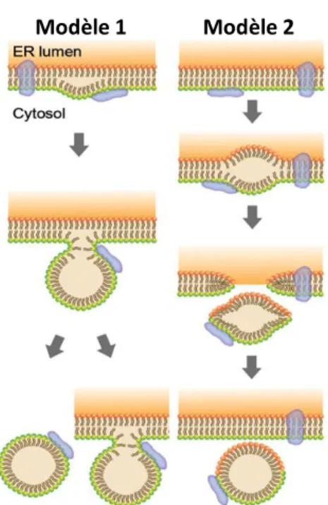 Figure  9  :  Modèles  de  formation  des  gouttelettes  lipidiques  à  partir  du  réticulum  endoplasmique  (RE)