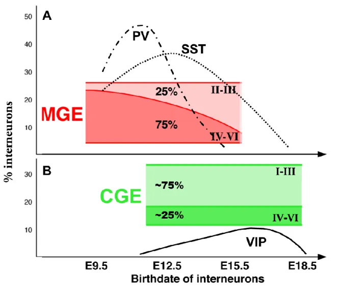 Figure 3: Temporal origin of cortical interneurons. (A) A schematic drawing showing the  contribution  of  MGE-derived  interneurons  with  different  cortical  layers  based  on  birthdate  and diagram of temporal origin of two subtypes, the parvalbumin (
