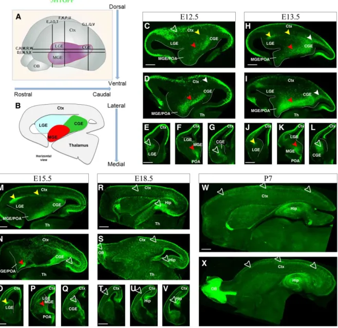 Figure 6: 5HTGFP expression pattern during development. (A) Schematic of mouse brain  indicating the position of horizontal and coronal panels