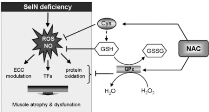 FIG. 4. Mechanisms of action and pathophysiological targets of N-acetyl cysteine (NAC) in SEPN1-related  my-opathy