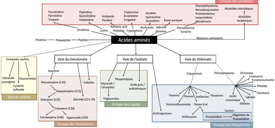 Figure 6 - Métabolites secondaires et primaires classés selon leur voie de synthèse la plus commune