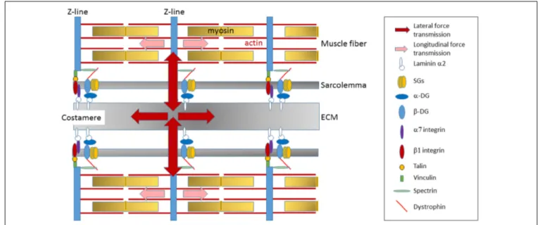 FIGURE 3 | Transmission of the forces generated in sarcomere. The dystrophin-glycoprotein complex is preferentially located at the costamere, a protein network that reside at the sarcolemma membrane in register with the Z-lines of sarcomeres and that is cr