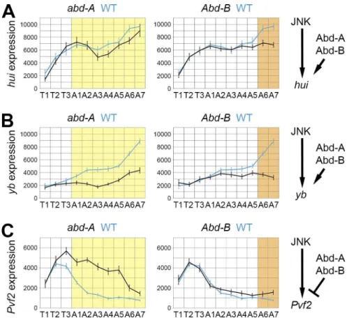 Fig 6. HOX regulation of other JNK target genes. Quantification of the expression (fluorescent intensity; a.