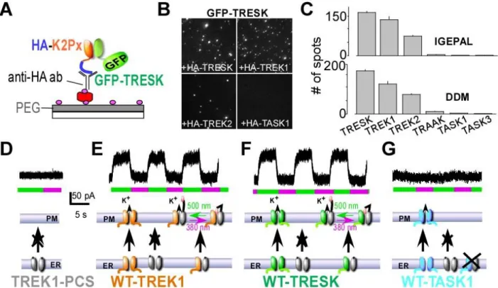 Figure 1: TRESK heteromerizes physically and functionally with TREK1 and TREK2. (A) Schematic  of single molecule pulldown (SiMPull) of GFP-TRESK