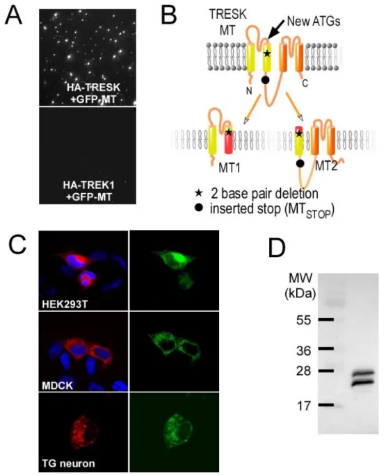 Figure 4. TRESK-MT induces the translation of a second protein, MT2.  (A) Representative images  from SiMPull experiments showing that GFP-TRESK-MT can be pulled down by HA-TRESK but not by  HA-TREK1