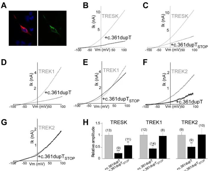 Figure 8. TRESK-c.361dupT (Y121LfsX44) acts as a dominant negative to reduce both TRESK and  TREK1 current