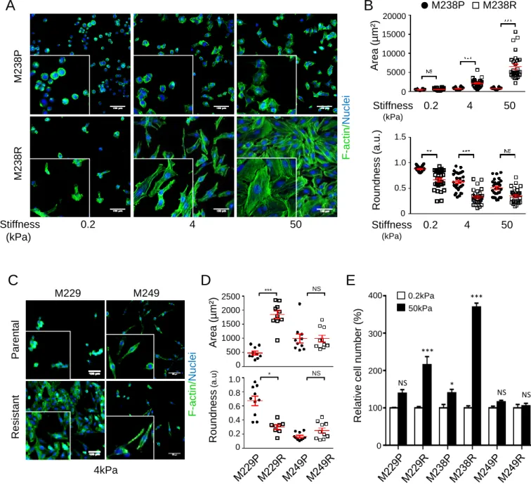 Figure 1  D  Roundness (a.u)  0  0.2 0.4 0.6 0.8 1.0  *  NS Area (µm²)0 500 1000 1500 2000 2500 *** C  NS  Area (µm²) 4 0.2  50 0 5000 10000 15000 20000  M238R M238P Roundness (a.u.)       0 0.5 1.0 1.5 A B 0.2  4 50 M238P  M238RStiffness (kPa)  F-actin/Nu