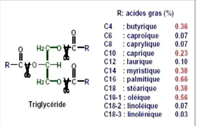 Figure 1 : Triglycérides et acides gras (Wolff et Fabien, 1998) 