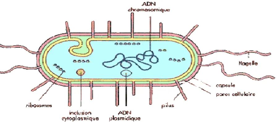 Figure 5: Structure générale d’une bactérie. 