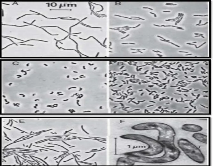 Figure 01 : Contraste de phase (A-E) et d'électrons (F) des micrographies montrant la différence  de morphologie des cellules de Lactobacilles (De Vos et al, 2009) : 