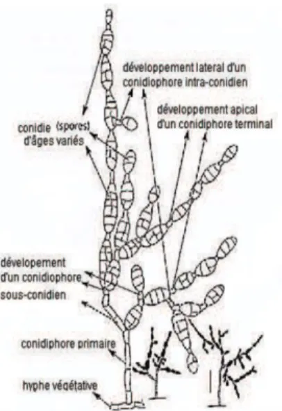 Figure 5: Représentation des différents  stades de développement des spores et  conidiophores  d’Alternaria  alternata  (Simmons,  1999  ;  Taralova  et  al.,   2011)