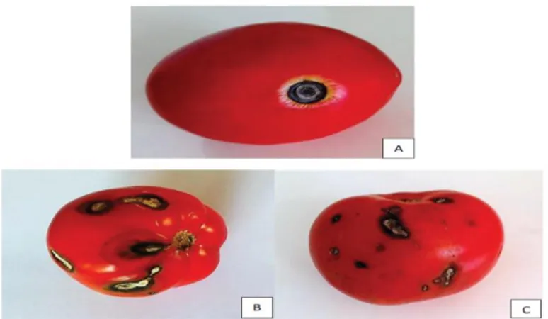 Figure  8  :  Lésions  sur  fruits  de  tomates  commercialisés  provoquées  par  Alternaria  tomatophila(A) et par A