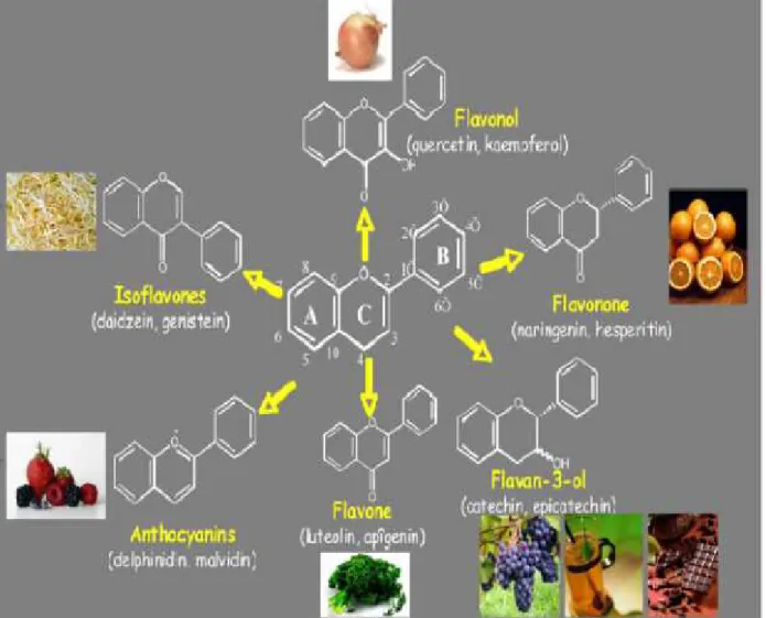 Figure 2 :Structure des flavonoïdes (aglycones) et position des principaux substituants (Stoclet et Chini-Kerth, 2011).