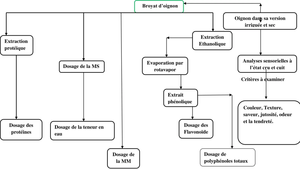 Figure N° 10: Schéma des  protocoles d’analyses physico-chimiques, bioactives  des extraits phénoliques et l’évaluation des critères  sensoriels d’Oignon de la région d’oulhaça wilaya d’AIN TEMOUCHANTE.