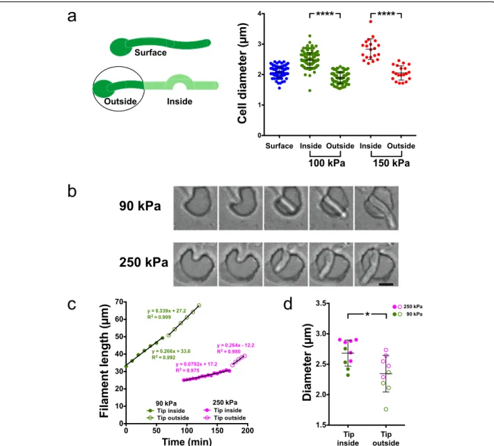 Fig. 10 Filament diameter increases during growth in PDMS and decreases upon bursting out