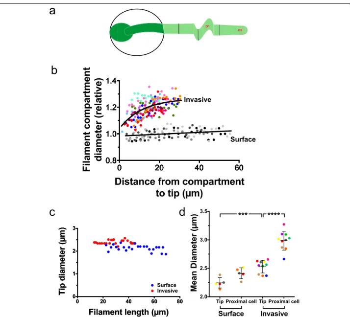 Fig. 12 Mechanical forces are critical for filament morphology changes. a Schematic of filament during invasive growth