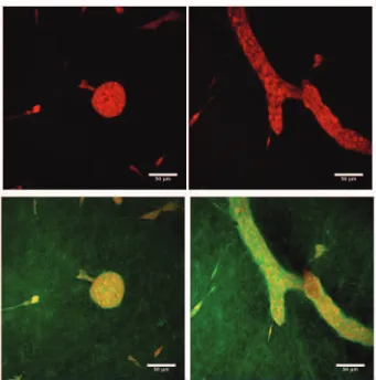 Figure  2  -  Collagen  orientation  around  an  epithelial structure.  Here,  we  represent  in  blue  the  average orientation  of  collagen  fibers  for  each  element  of  an arbitrary  grid,  using  the  method  described  in  Rejniak  et al