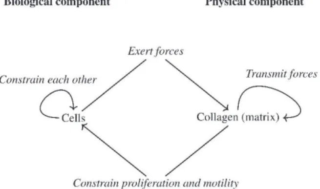 Figure  3  -  Diagram  of  the  different  interacting  elements of  the  biological  model