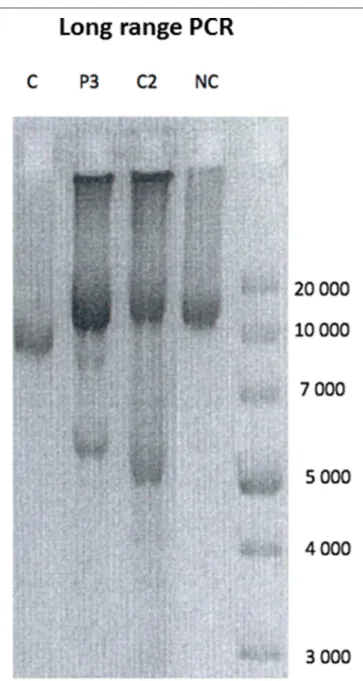 FIGURE 3 | Long range PCR. Long range PCR showing multiple deletions on muscle mtDNA in P3 compared to a patient showing a single mtDNA single deletion (C), a POLG mutated patient with a similar age showing multiple deletions (C2), and a normal control (NC