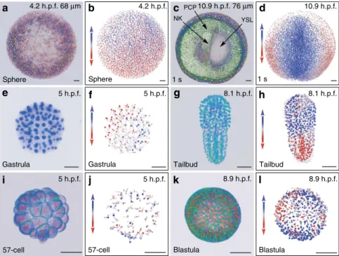 Figure 2 | Reconstructing early embryogenesis from time-lapse optical sectioning. (a–d) Danio rerio data set Dr1, animal pole (AP) view; (a,b) sphere stage, volume cut at 68 mm of the AP to visualize deep cells; (c,d) 1-somite stage (1 s), volume cut at 76