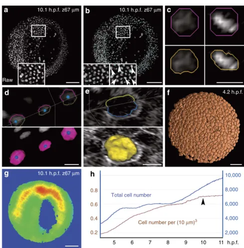Figure 3 | Chain of PDE-based algorithms for the 3D segmentation of embryonic cells. Results from the zebraﬁsh data set Dr1