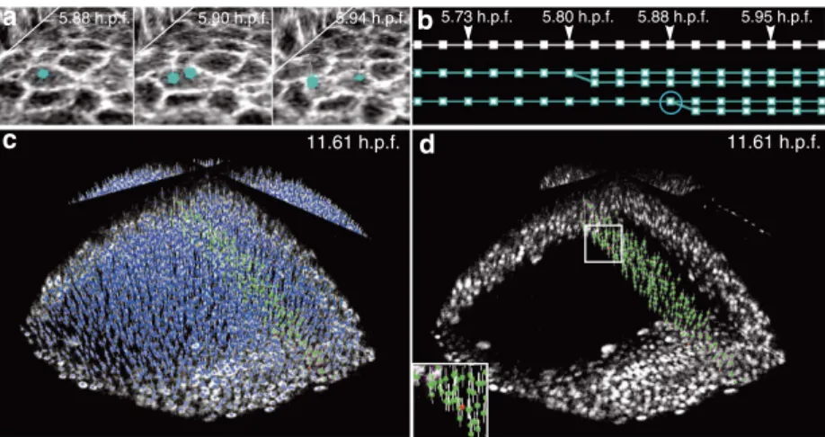 Figure 4 | Visualization and validation of the lineage tree reconstruction (zebraﬁsh dataset Dr1)