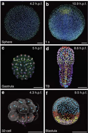Figure 6 | Automated fate map propagation. Cells were manually selected according to their identity or fate, using the interactive visualization tool Mov-IT